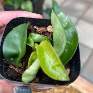 Hoya hindu rope starter plant